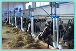 Instalatii automate de alimentatie pentru bovine