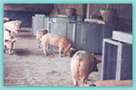 Instalatie de alimentatie cu concentrate uscate pentru porcine 